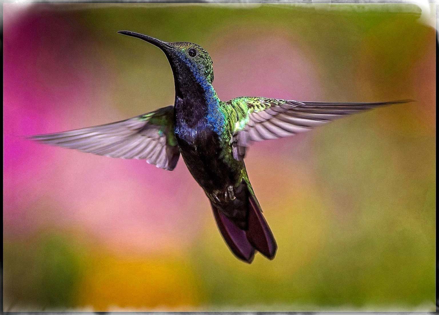 hummingbird Hummingbird hovering